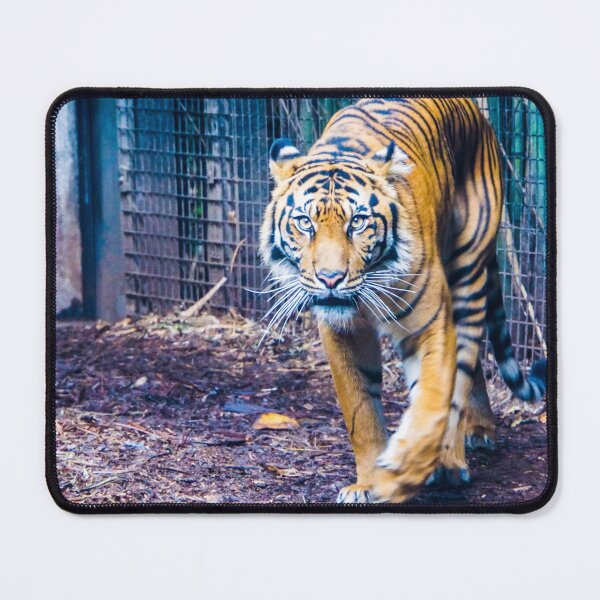 Item preview, Tiger on the Prowl designed and sold by Steven Jodoin.