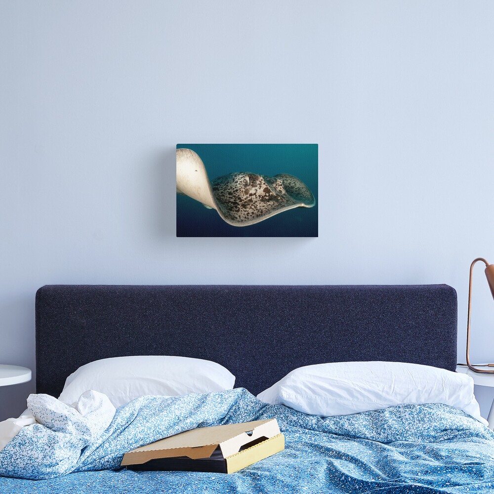 Close encounter Canvas Print
