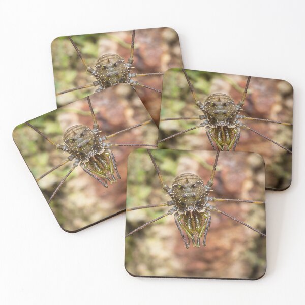 Item preview, Unique and organic photo of a harvestman designed and sold by AvonPerception.