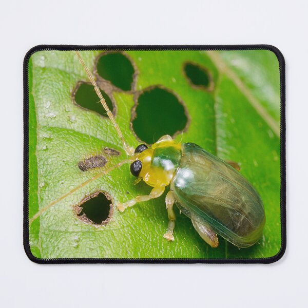 Item preview, Unique and organic photo of a leaf beetle designed and sold by AvonPerception.