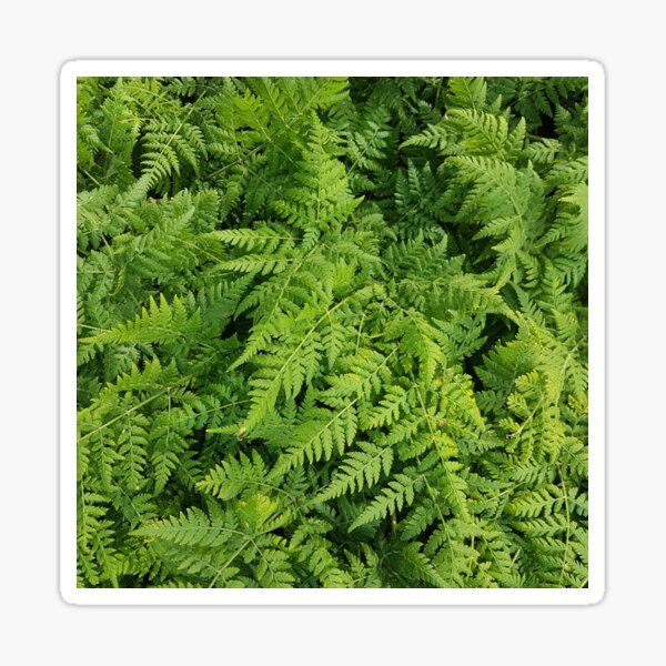 Vista previa del artículo con la obra «Hermoso helecho verde», diseñado y vendido por LinkFamilyStore.