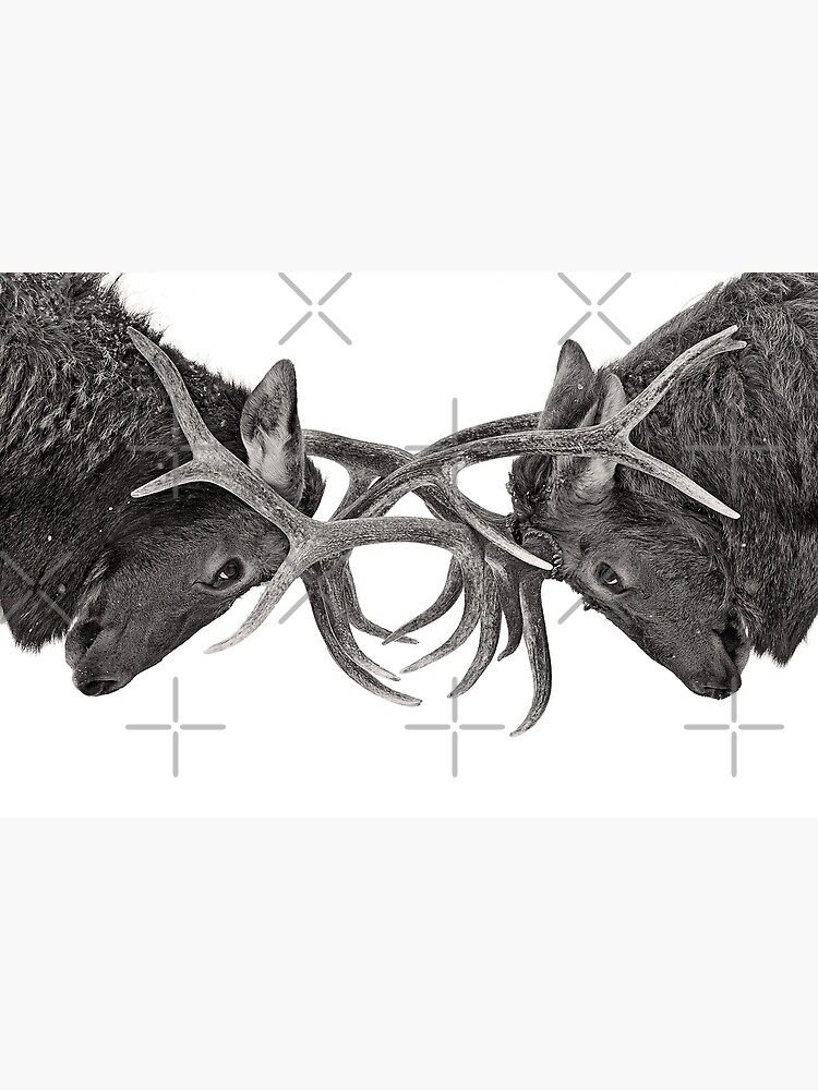 Eye to Eye - Elk fight by darby8