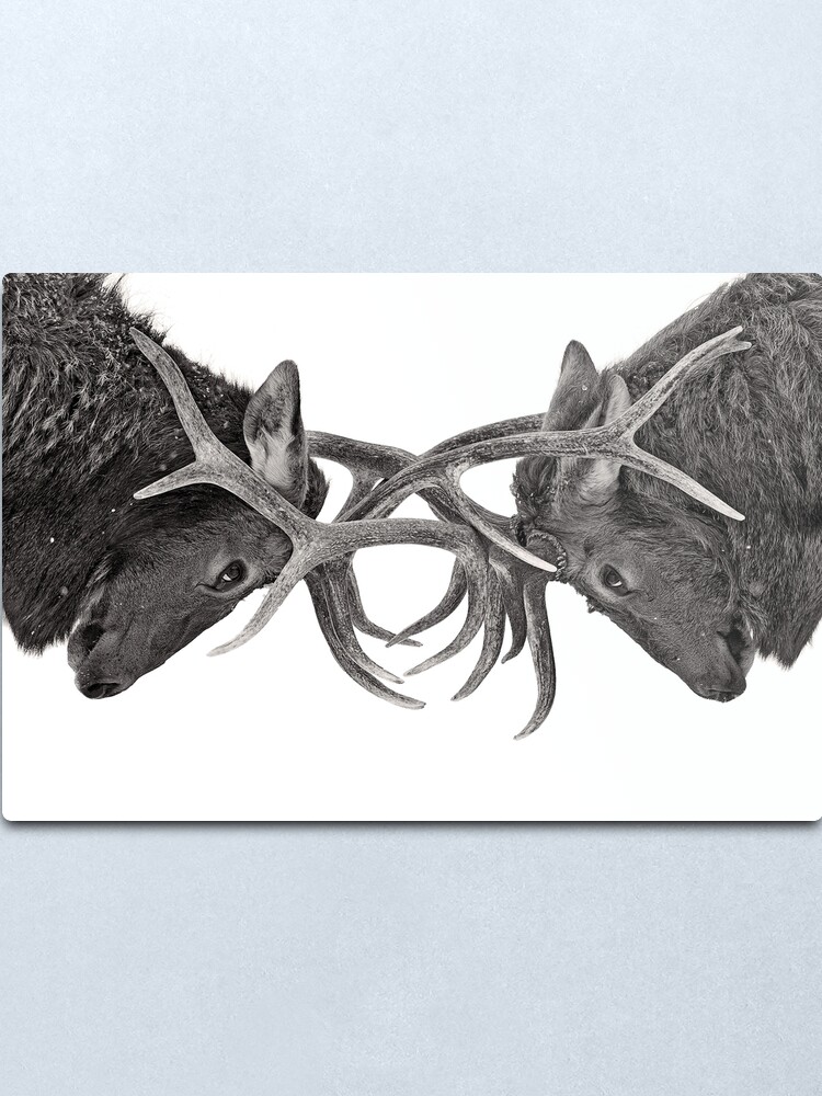 Alternate view of Eye to Eye - Elk fight Metal Print
