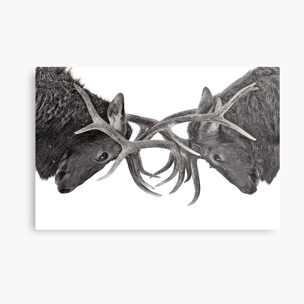 Eye to Eye - Elk fight Metal Print