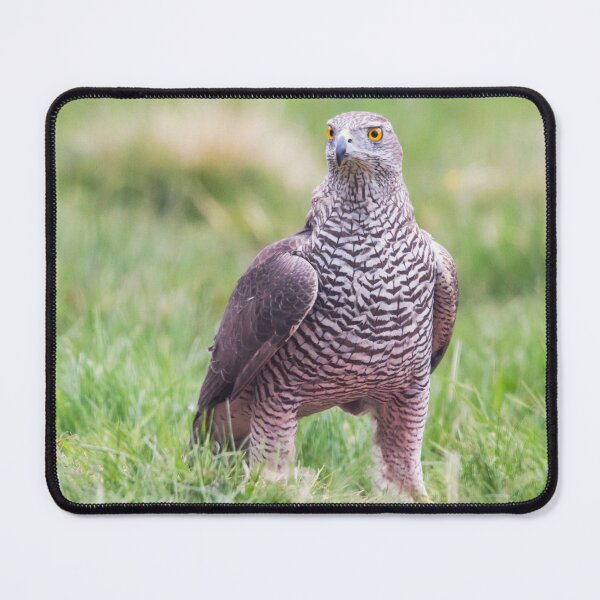 Item preview, Northern Goshawk designed and sold by Dominika Aniola.