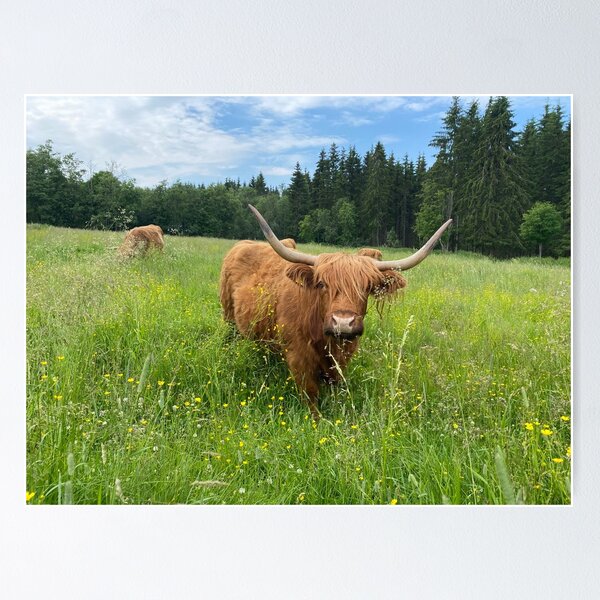 Aperçu de l'œuvre Scottish Highland Cattle Cow 3381 créée et vendue par SaarelaHighland.