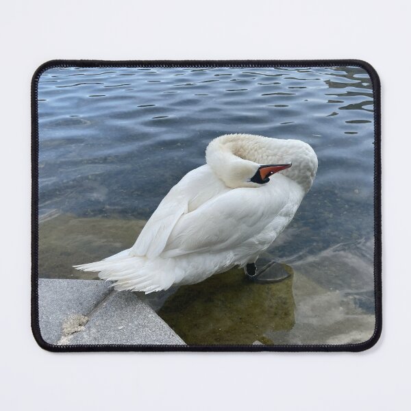 Item preview, Loving Swan by The Lakes, Copenhagen  designed and sold by Mortinus.