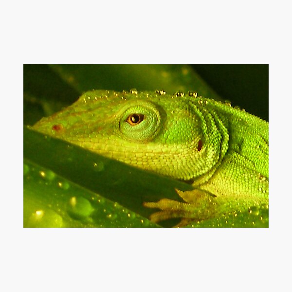Item preview, "Camo "  Anole Style designed and sold by cmcelhaney.