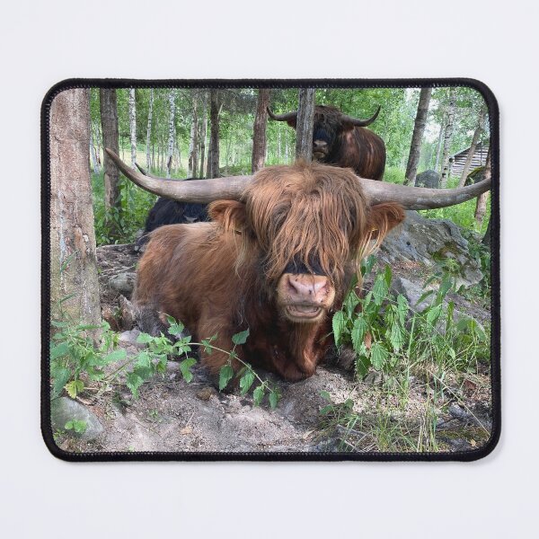 Item preview, Scottish Highland Cattle Bull 3397 designed and sold by SaarelaHighland.