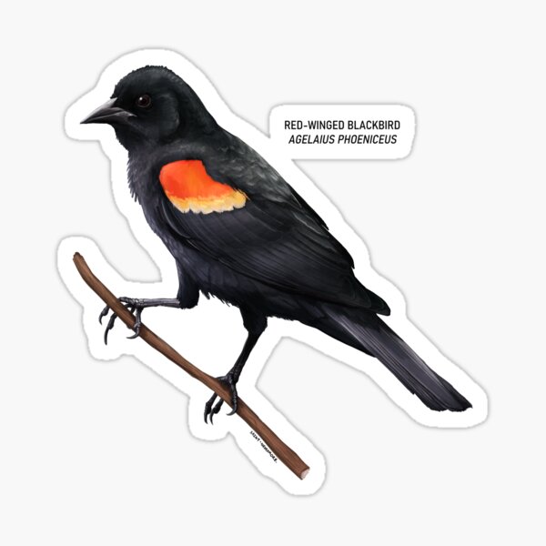 Item preview, Red-Winged Blackbird designed and sold by SaintNevermore.