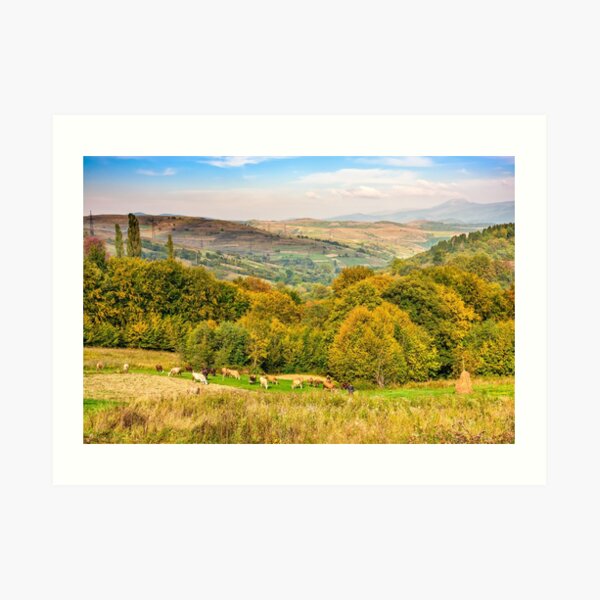 few cows on meadow Art Print