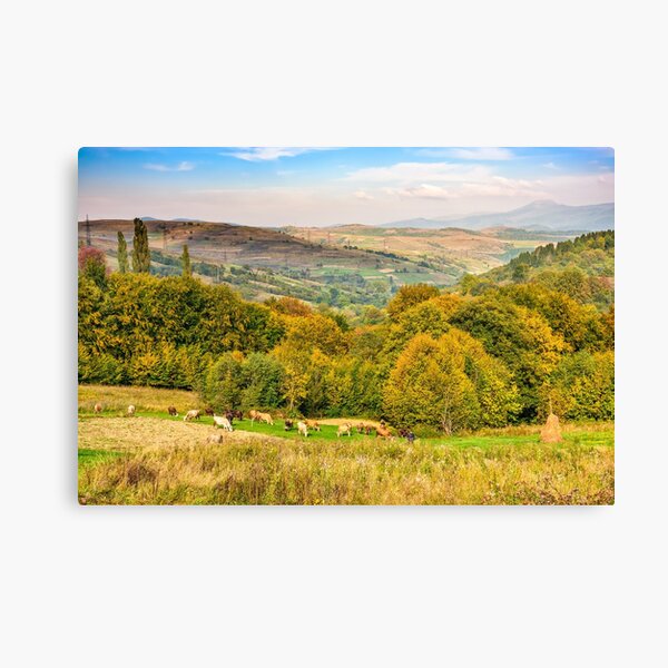 few cows on meadow Canvas Print