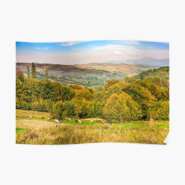 few cows on meadow Poster