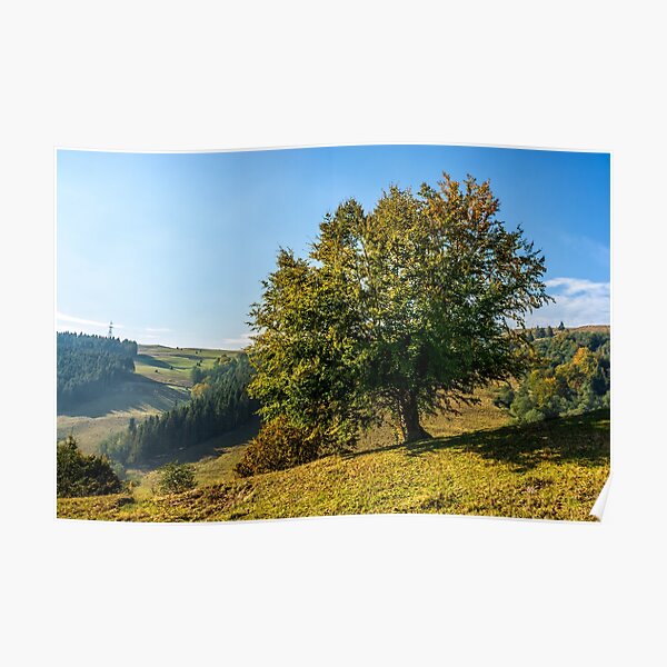 tree near valley in mountains Poster