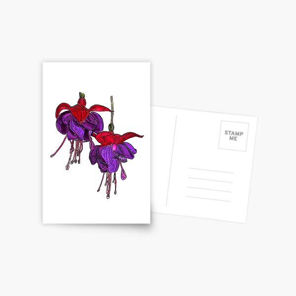 Hanging Fuchsia Dark Eyes Botanical Drawing Postcard
