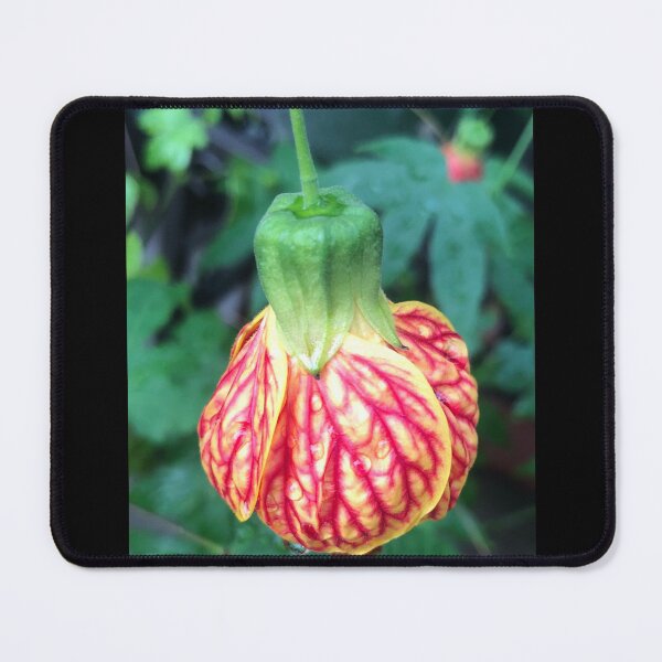 Item preview, Hanging Tender Christmas Bud of the Flowering Maple designed and sold by Photomersion.