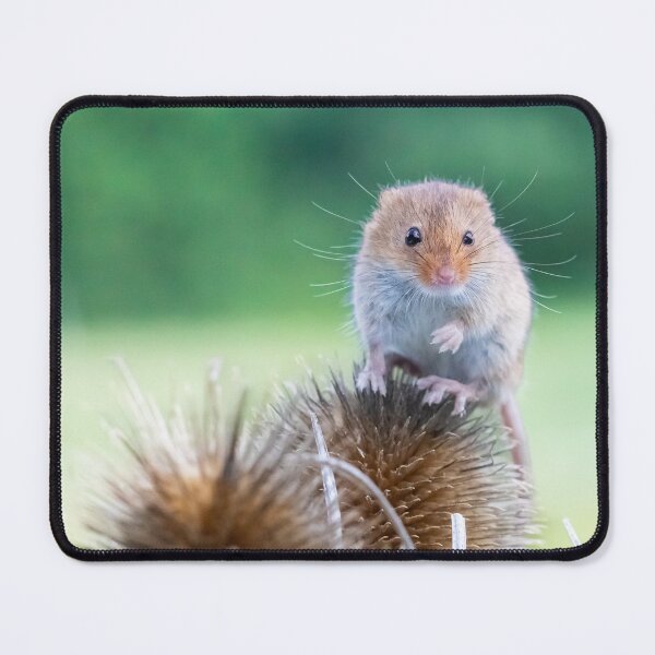 Item preview, Harvest Mouse designed and sold by carrizizi.
