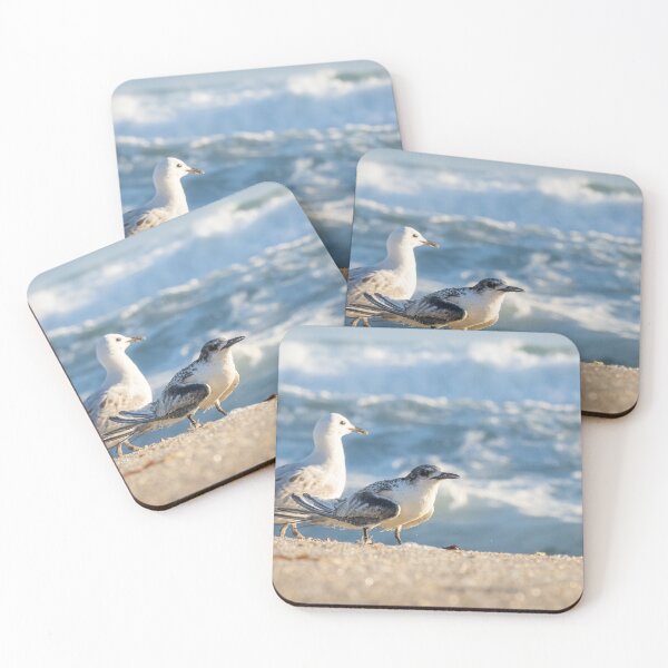 Item preview, Birds on beach. Juvenile white-fronted tern injured on beach and surrounded by seagulls perhaps to offer some protection. designed and sold by Brian Scantlebury.