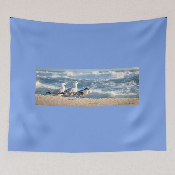 Item preview, Birds on beach. Juvenile white-fronted tern injured on beach and surrounded by seagulls perhaps to offer some protection. designed and sold by Brian Scantlebury.