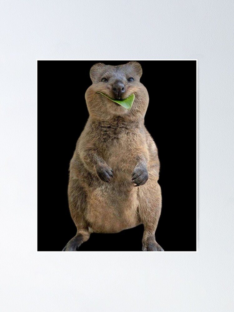 FUNNY AUSTRALIAN ANIMALS CUTE QUOKKA POSTER DESIGNED IN ITALY