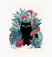 Popoki Photographic Print