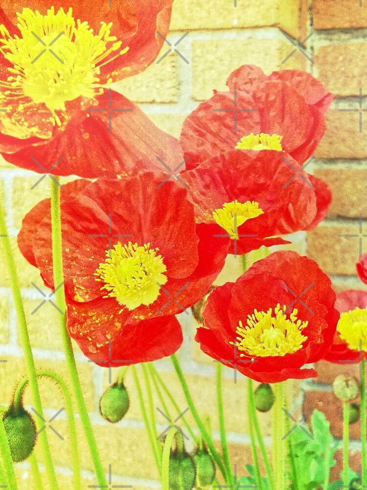 Poppyfied - Bright Yellow and Red Poppies - Flower Art Photo by OneDayArt