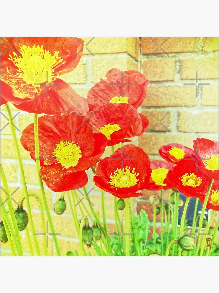 Poppyfied - Bright Yellow and Red Poppies - Flower Art Photo by OneDayArt