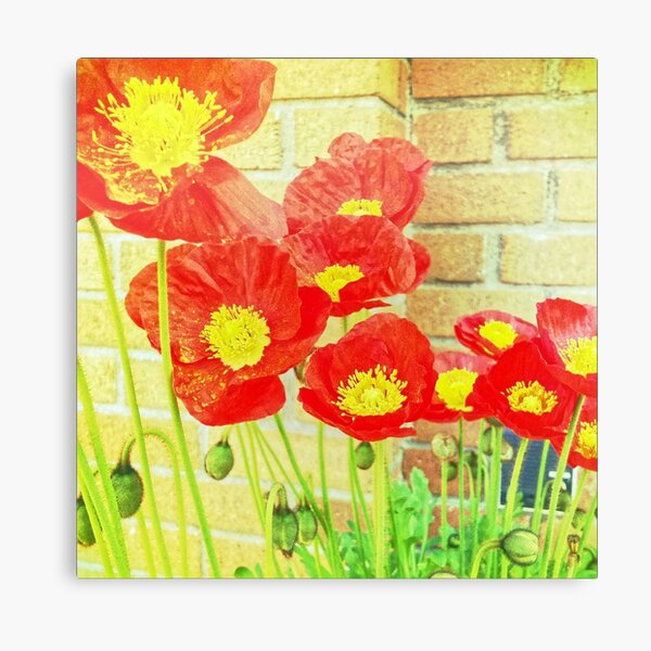 Poppyfied - Bright Yellow and Red Poppies - Flower Art Photo Canvas Print