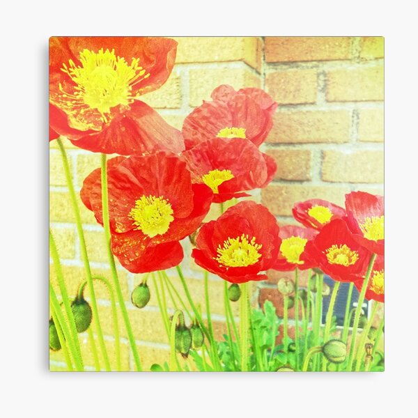 Poppyfied - Bright Yellow and Red Poppies - Flower Art Photo Metal Print