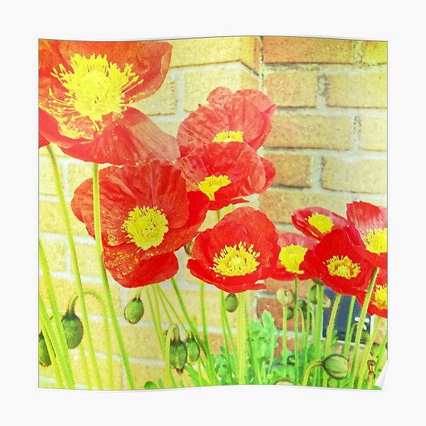 Poppyfied - Bright Yellow and Red Poppies - Flower Art Photo Poster