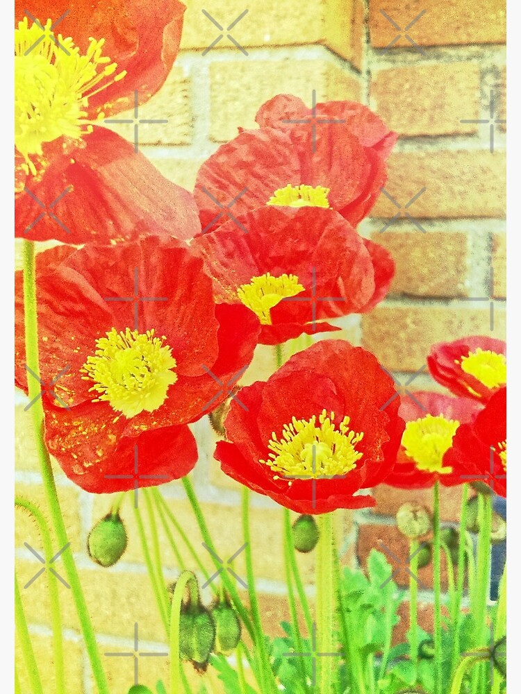 Poppyfied - Bright Yellow and Red Poppies - Flower Art Photo by OneDayArt