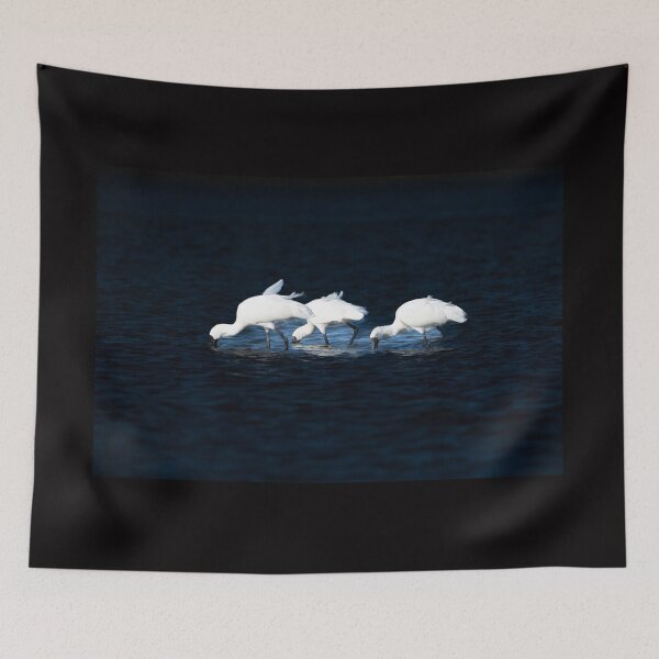 Item preview, Three bright white Royal spoonbill birds heads down searching for food designed and sold by Brian Scantlebury.