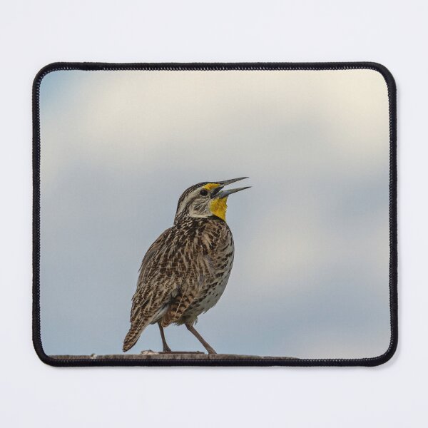 Item preview, Western Meadowlark 2014 designed and sold by Thomasyoung.