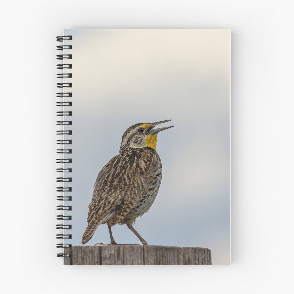 Item preview, Western Meadowlark 2014 designed and sold by Thomasyoung.
