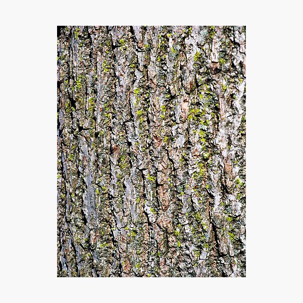 Mossy Walnut Bark Photographic Print