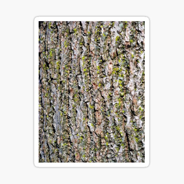 Mossy Walnut Bark Sticker