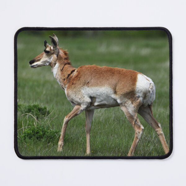 Item preview, Pronghorn designed and sold by NottingHill.
