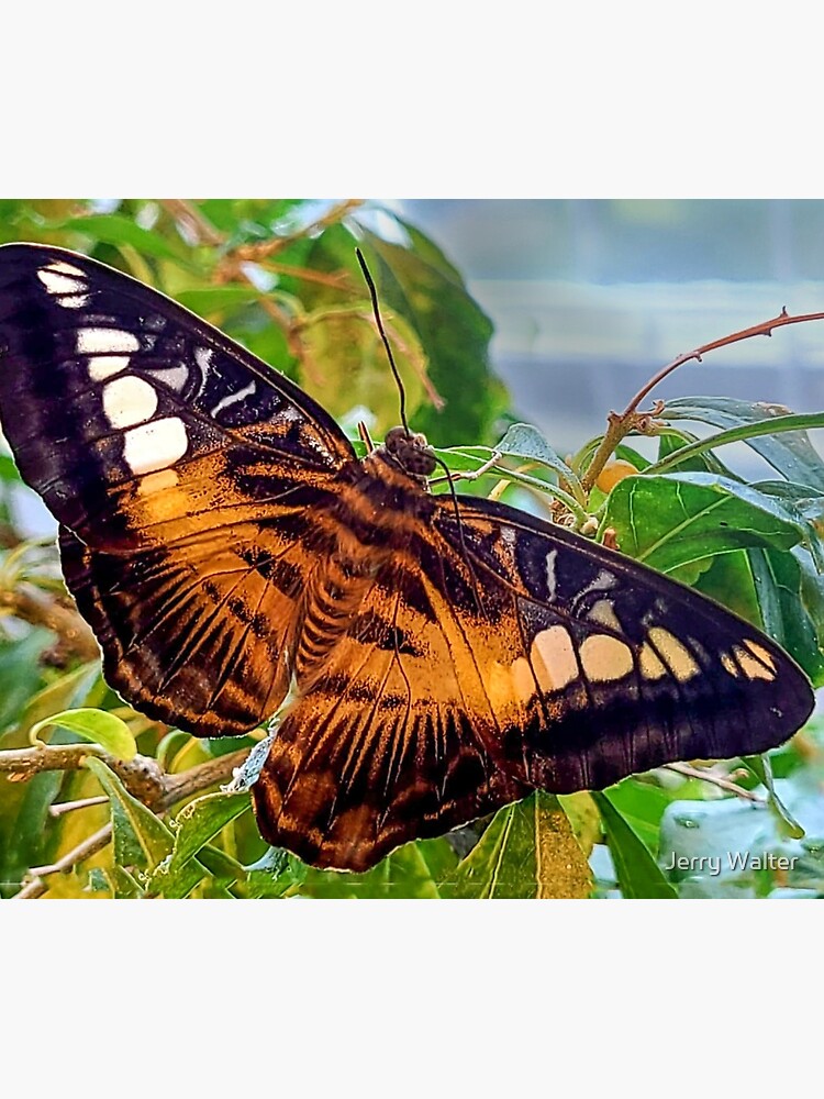 Butterfly Mat by jwwalter