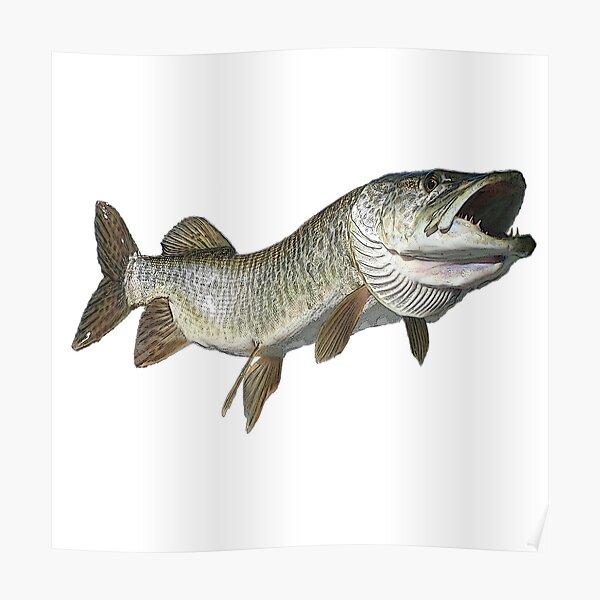 Toothy muskie Poster