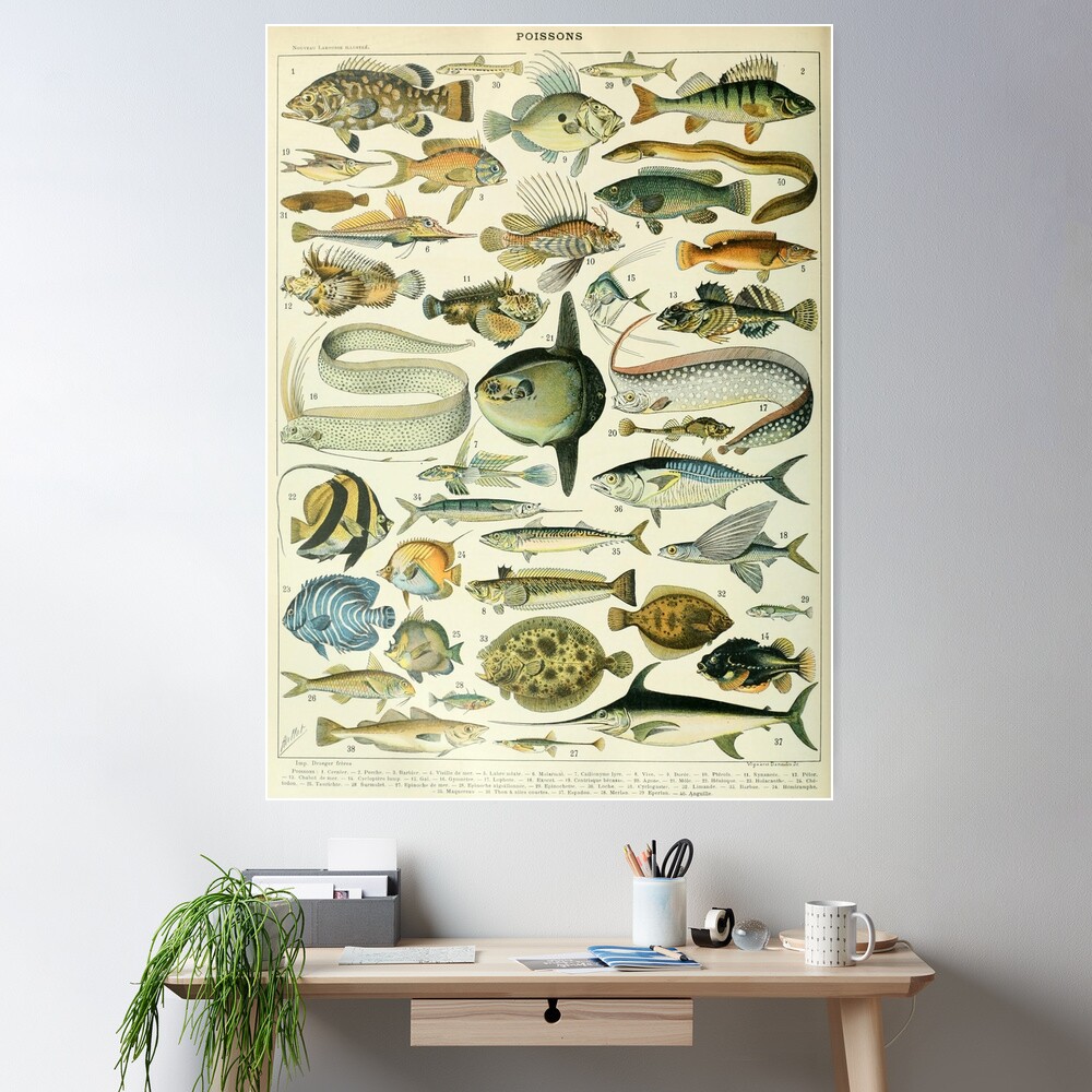 Vintage Fish Diagram // Poissons II by Adolphe Millot XL 19th Century  Science Textbook Artwork Bath Mat by Public Artography