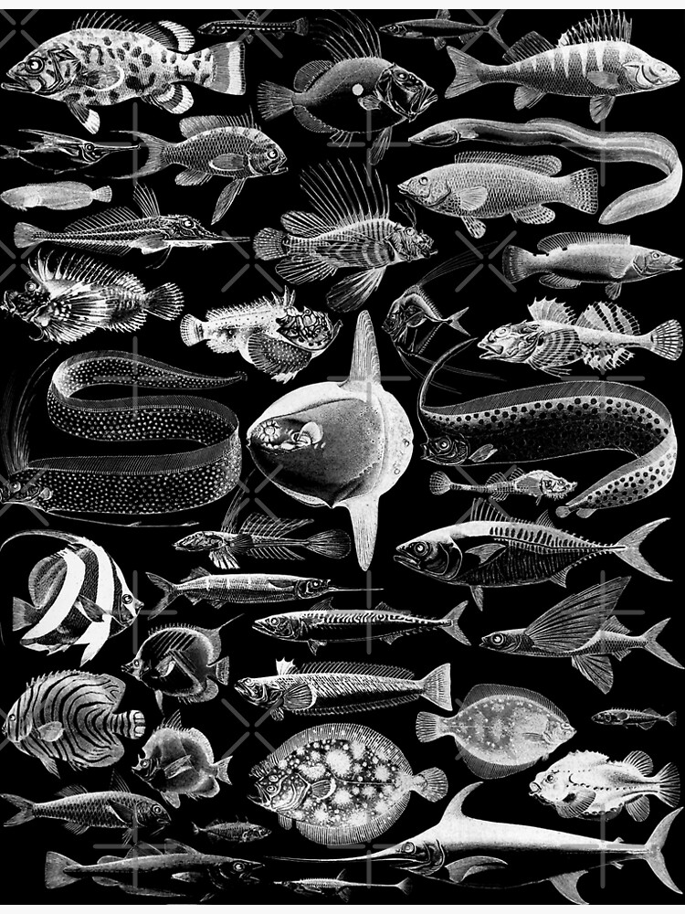 Sea Creatures, Classic Vintage Fish Illustrated Chart by Adolphe