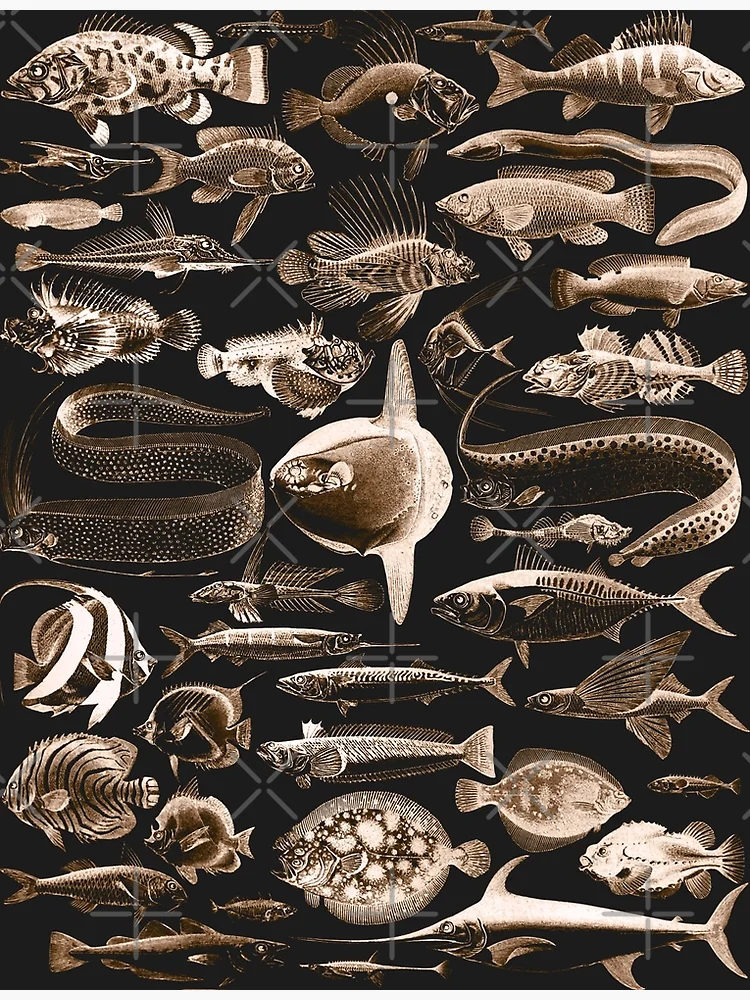 Sea Creatures, Classic Vintage Fish Illustrated Chart by Adolphe