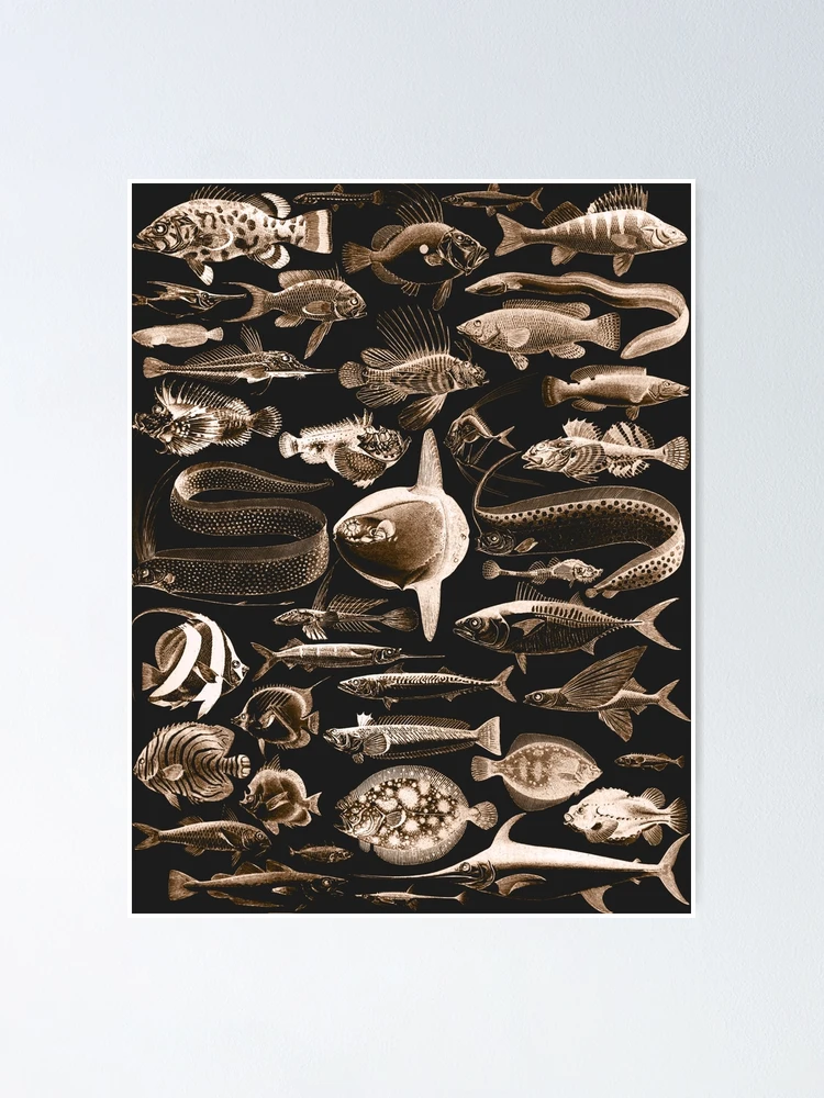 Din A4 Kunstdruck Hornfisch / Hecht – Vintage Zeichnung, Maritim, Für Badezimmer Oder Wanddekoration