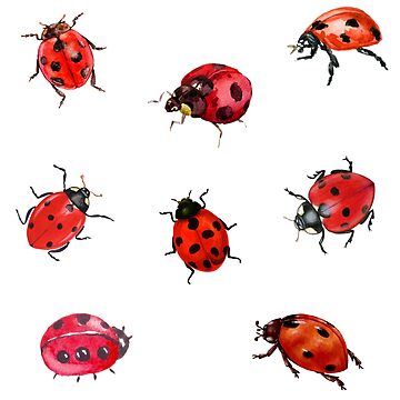 Artwork thumbnail, Watercolor Ladybugs by silviaol