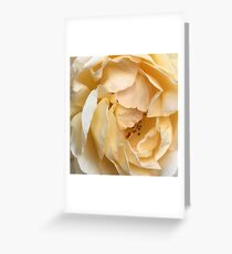 Sleepy Rose Greeting Card