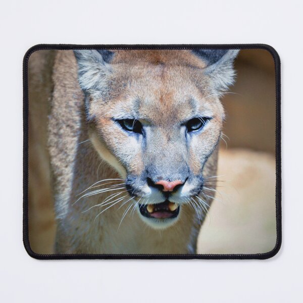 Item preview, Cougar designed and sold by Savannah Gibbs.
