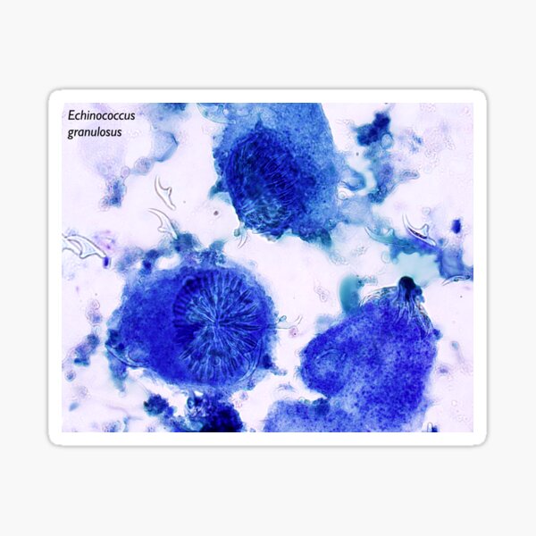Echinococcus granulosus Sticker