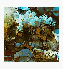 Fleurs en hiver/wintery floral Photographic Print