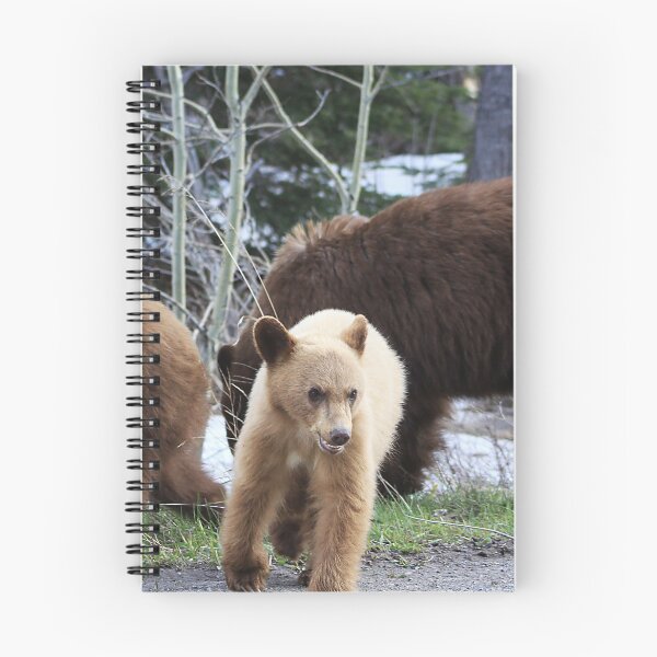 Item preview, Curious Cub designed and sold by Alyce Taylor.