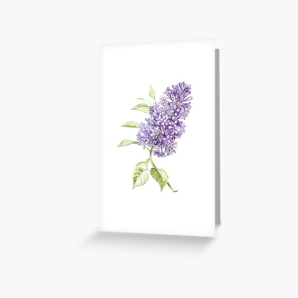 Lilac Greeting Card